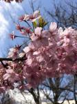 お店がある公園内の河津桜が満開です。
本格的な春の前に、一足早い桜散策はいかがでしょうか?