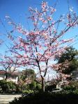 お店裏にある河津桜が見ごろを迎えています。